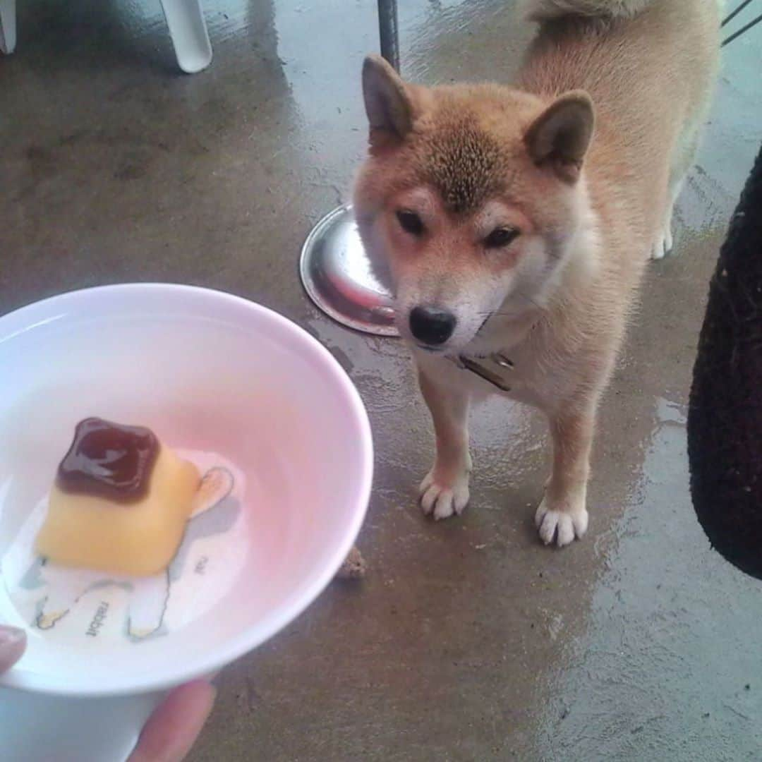 柴犬 たろさんのインスタグラム写真 - (柴犬 たろInstagram)「🐻 ぼくがゼロ歳と1歳の頃だよ❤ 屋根の上でポロン🍌  プリンは🍮嫌いだから、捨ててやったぜ🐸  富士額が酷すぎるぜ🗻 * * #shibainu #japanesedog #柴犬」11月5日 12時44分 - tarochantarochan