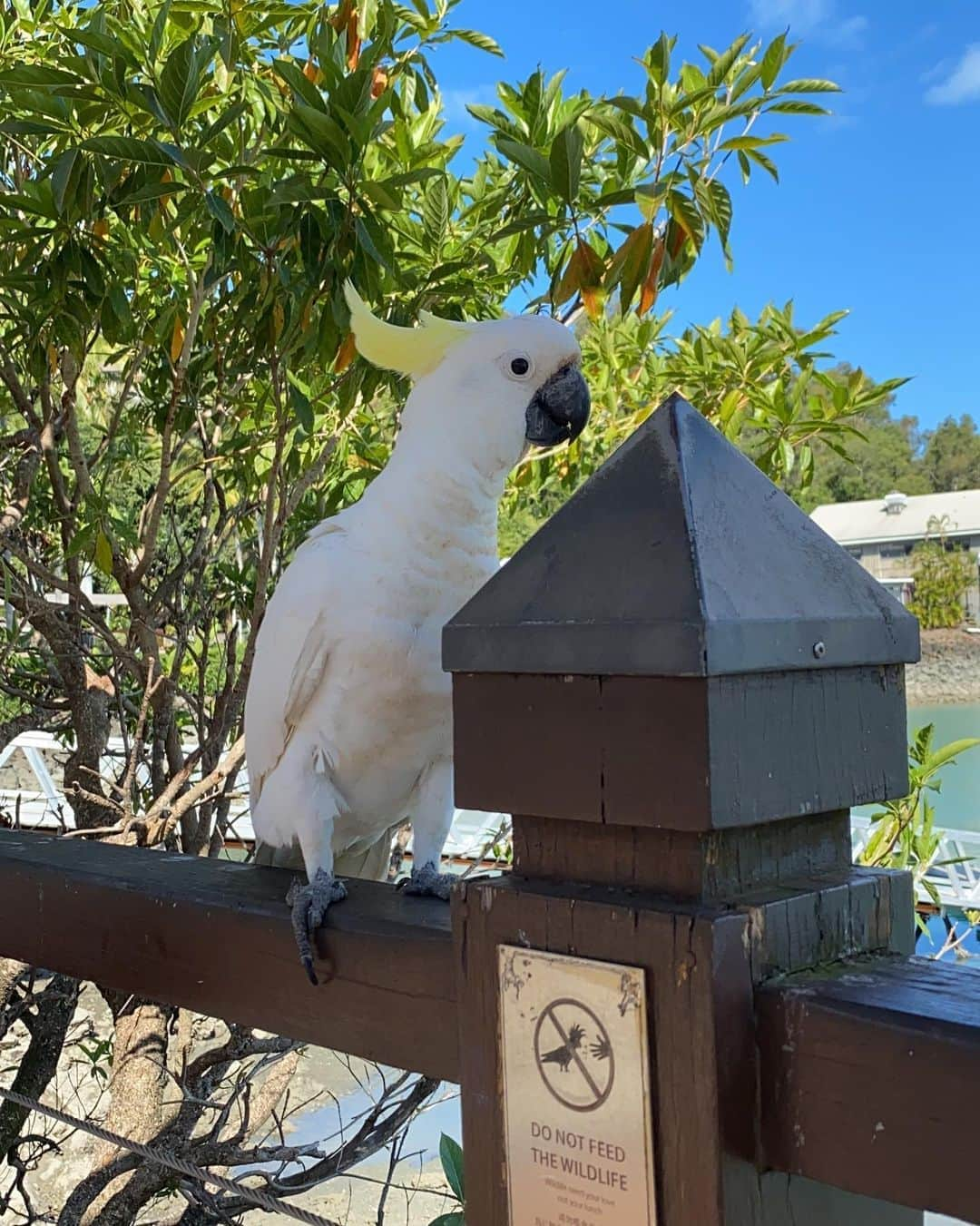 稀鳥まりやさんのインスタグラム写真 - (稀鳥まりやInstagram)「・ ・ Hamilton Island Wildlife Parkでキュートなコアラちゃんに出会えました🐨 コアラって何度見ても癒されるわー😚 カメラ目線くれた💕 そしてマリーナを散策しつつ、Fish & chipsを食べました。お魚がジューシーで美味しい🤤 夕方はキャツアイビーチをのんびりお散歩。ハミルトン島はとても小さい島なので徒歩でもokですが、とにかく暑いので移動は無料のバスかバギーをレンタルする事をおすすめします👍 ・ ・ #hamiltonisland #ハミルトン島」11月5日 12時58分 - mariya_kitori