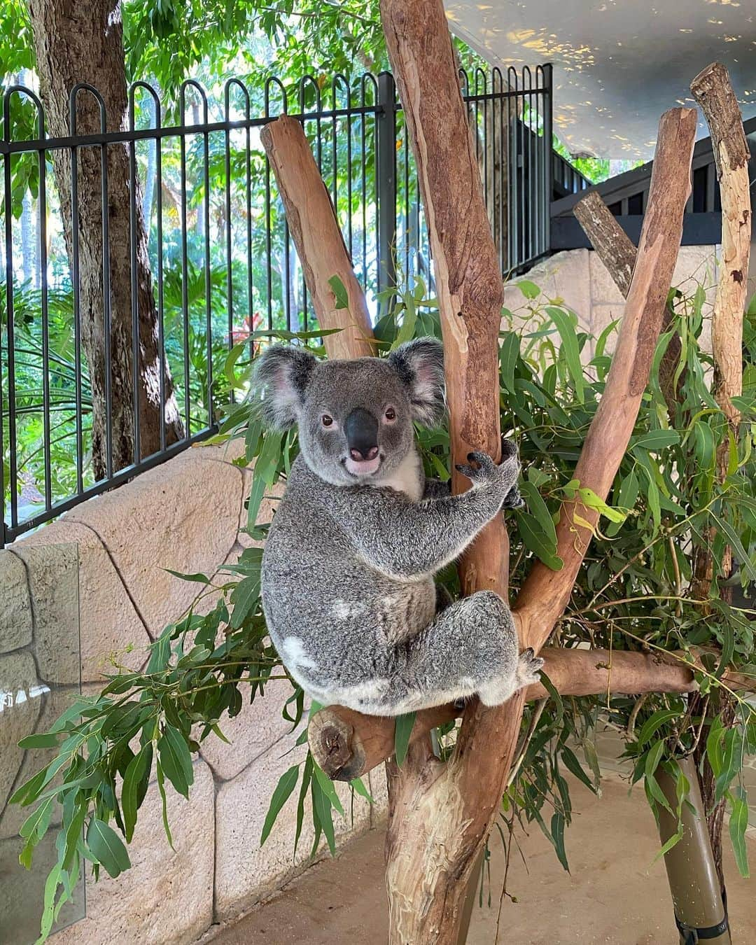 稀鳥まりやさんのインスタグラム写真 - (稀鳥まりやInstagram)「・ ・ Hamilton Island Wildlife Parkでキュートなコアラちゃんに出会えました🐨 コアラって何度見ても癒されるわー😚 カメラ目線くれた💕 そしてマリーナを散策しつつ、Fish & chipsを食べました。お魚がジューシーで美味しい🤤 夕方はキャツアイビーチをのんびりお散歩。ハミルトン島はとても小さい島なので徒歩でもokですが、とにかく暑いので移動は無料のバスかバギーをレンタルする事をおすすめします👍 ・ ・ #hamiltonisland #ハミルトン島」11月5日 12時58分 - mariya_kitori