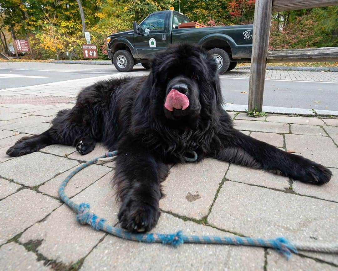 The Dogistさんのインスタグラム写真 - (The DogistInstagram)「Mahi, Newfoundland (7 y/o), Taconic State Park, Copake Falls, NY • “He’s the park manager’s dog. He’s pretty famous.” #millionfacesofmahi」11月5日 13時01分 - thedogist