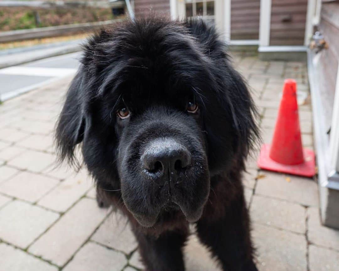 The Dogistさんのインスタグラム写真 - (The DogistInstagram)「Mahi, Newfoundland (7 y/o), Taconic State Park, Copake Falls, NY • “He’s the park manager’s dog. He’s pretty famous.” #millionfacesofmahi」11月5日 13時01分 - thedogist