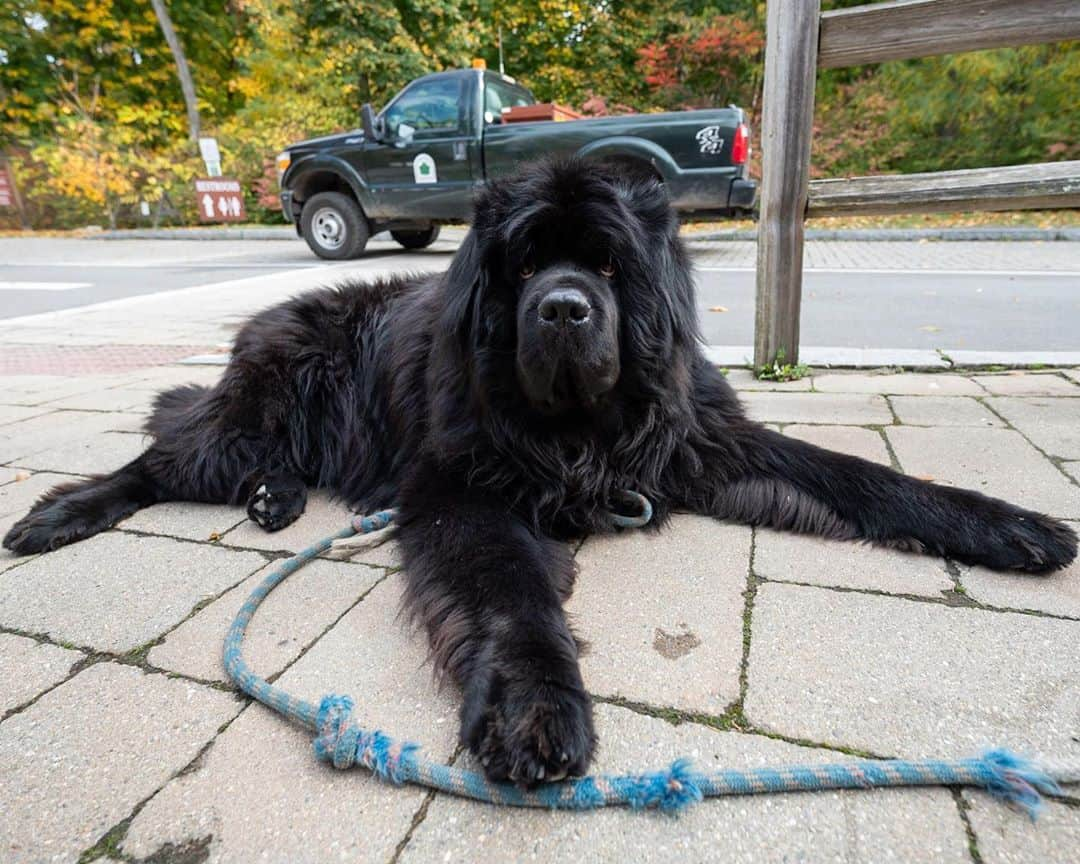 The Dogistさんのインスタグラム写真 - (The DogistInstagram)「Mahi, Newfoundland (7 y/o), Taconic State Park, Copake Falls, NY • “He’s the park manager’s dog. He’s pretty famous.” #millionfacesofmahi」11月5日 13時01分 - thedogist