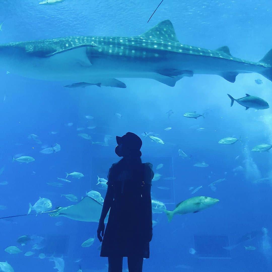 のインスタグラム：「鮫」
