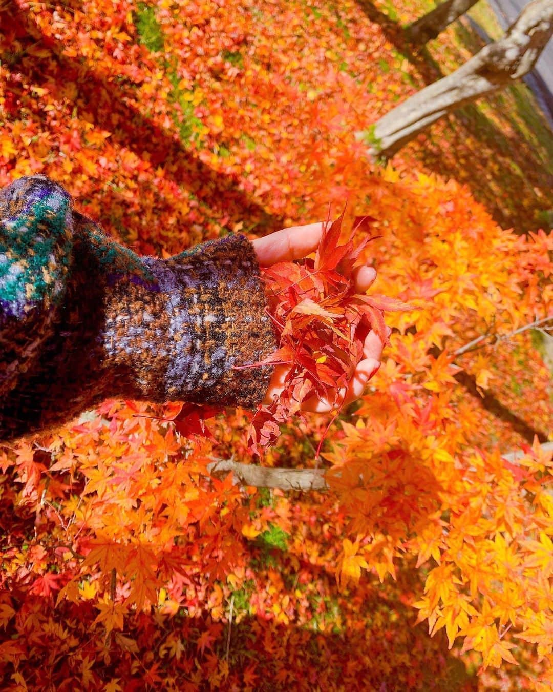 のインスタグラム：「炎色の秋🍁🔥」