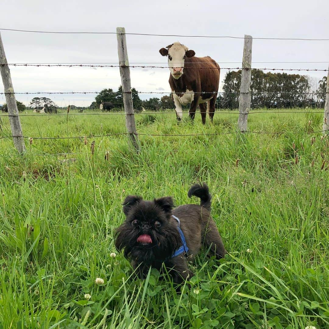 Digby & Aloさんのインスタグラム写真 - (Digby & AloInstagram)「Tfw there’s something scary going on behind you but you pretend not to notice because if you ignore it it might go away 🤷🏼‍♂️」11月5日 13時51分 - digbyvanwinkle