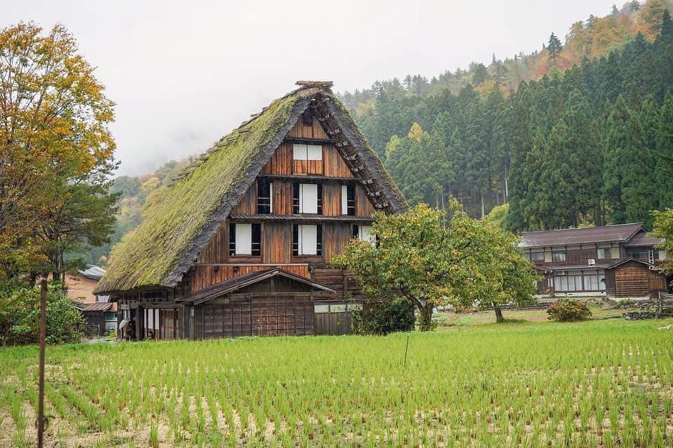 ASUKAさんのインスタグラム写真 - (ASUKAInstagram)「📍白川郷﻿ ﻿ この茅葺きの屋根は3、40年ごとに葺き替えしないと維持できないそうで、この大掛かりな作業は村人全員で協力して作業してきたんだって。﻿ ﻿ 日本では昔から「結い」と呼ばれるこの作業。﻿ この精神、この景色を今の時代まで残してきたということが本当に感慨深い場所でした🍂﻿ ﻿ ﻿ #白川郷 #合掌造り #岐阜 #岐阜旅行 #国内旅行 #岐阜観光 #車旅」11月5日 14時04分 - a.asuka.a
