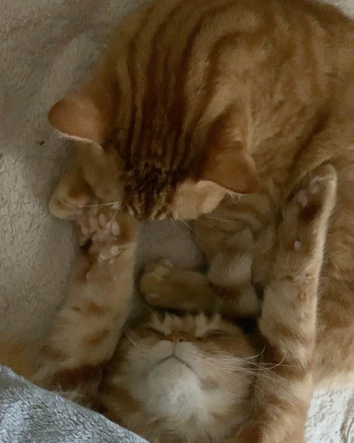 ありおときなこのインスタグラム：「布団かけて手のばして猫揉みながら寝るって、いつもの私やん  #きなこを触るありおを触りながらごろごろ #幸せすぎる  #スコティッシュフォールド#マンチカン#レッドタビー#猫#ペコねこ部#pecoねこ部#cat#scottishfold#munchkin#みんねこ」