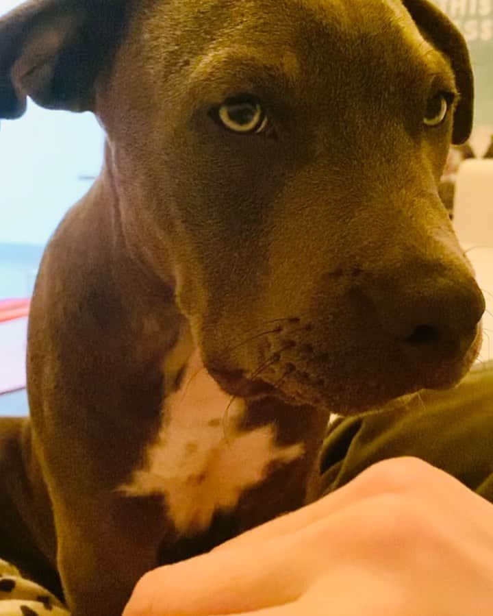 レイク・ベルのインスタグラム：「You’re welcome. . . . . . #pitbulllove #weallwantlove」