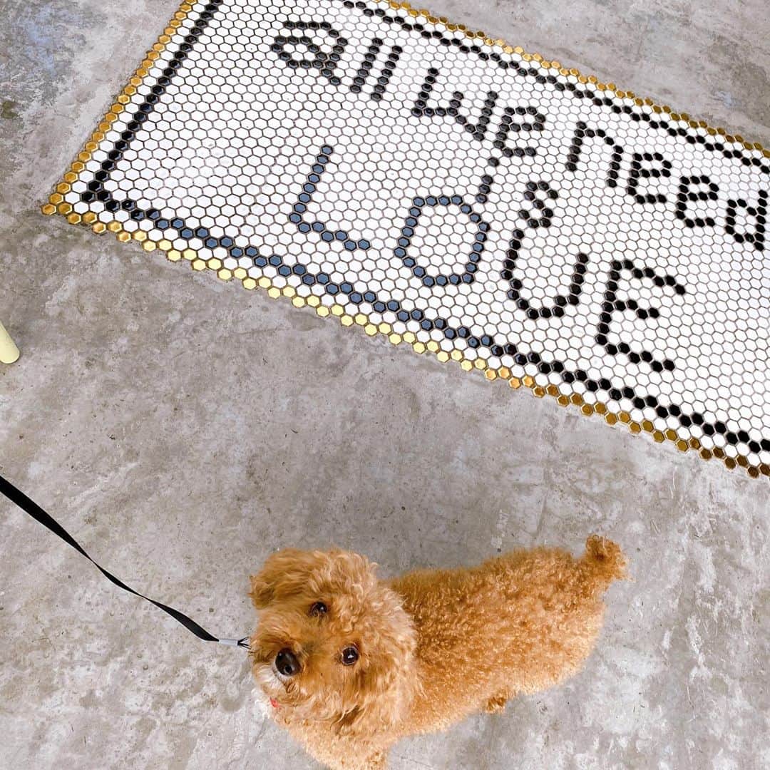 NAOTA（ナオタ）さんのインスタグラム写真 - (NAOTA（ナオタ）Instagram)「"all we need is LOVE" @teafanny.jp   代官山にある最近お気に入りのワンコカフェ☕️ 店員さんも神対応✨✨  #カフェスタグラム  #東京カフェ巡り  #東京カフェ部 #犬ok #teafanny  #teatime」11月5日 14時39分 - naotasaito