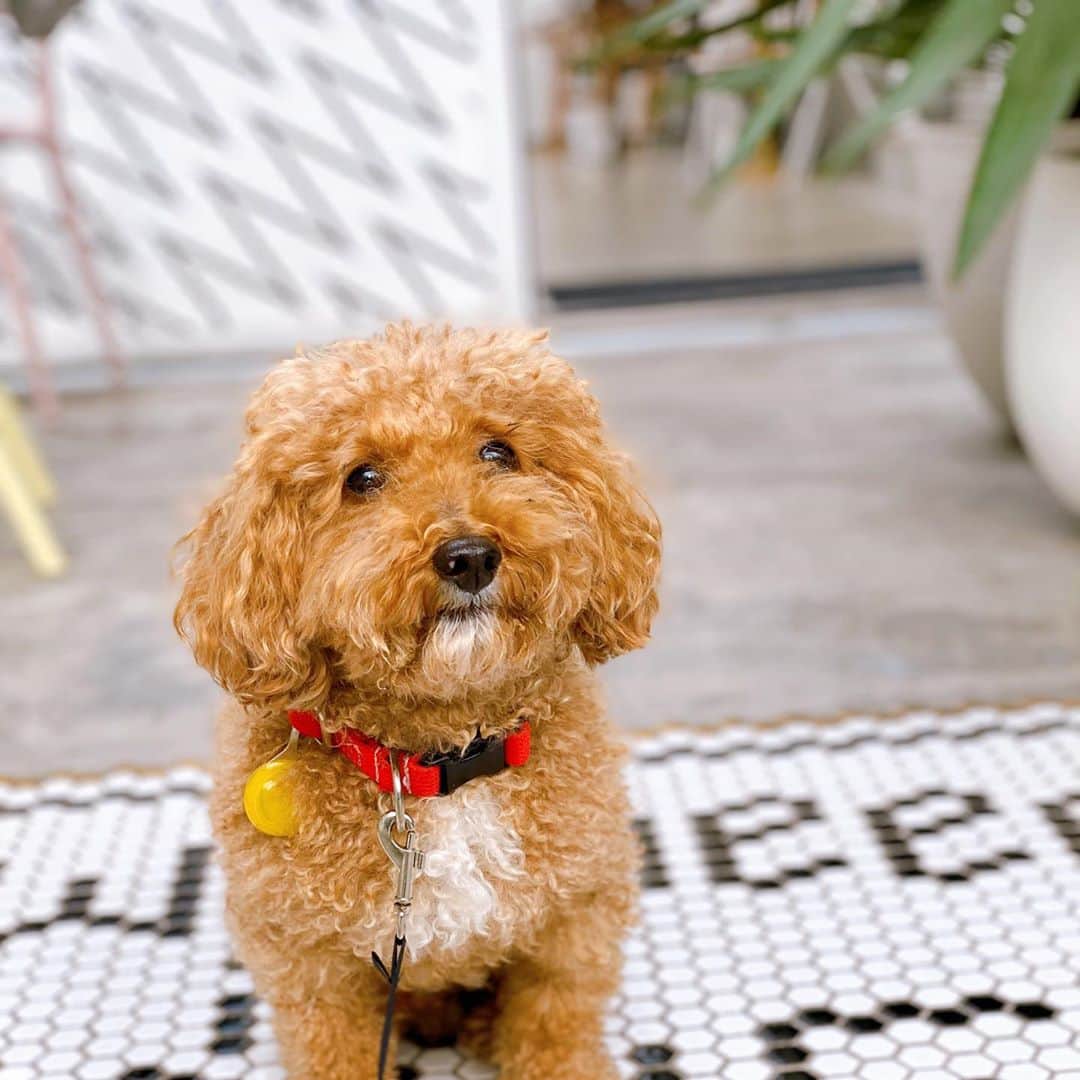 NAOTA（ナオタ）さんのインスタグラム写真 - (NAOTA（ナオタ）Instagram)「"all we need is LOVE" @teafanny.jp   代官山にある最近お気に入りのワンコカフェ☕️ 店員さんも神対応✨✨  #カフェスタグラム  #東京カフェ巡り  #東京カフェ部 #犬ok #teafanny  #teatime」11月5日 14時39分 - naotasaito