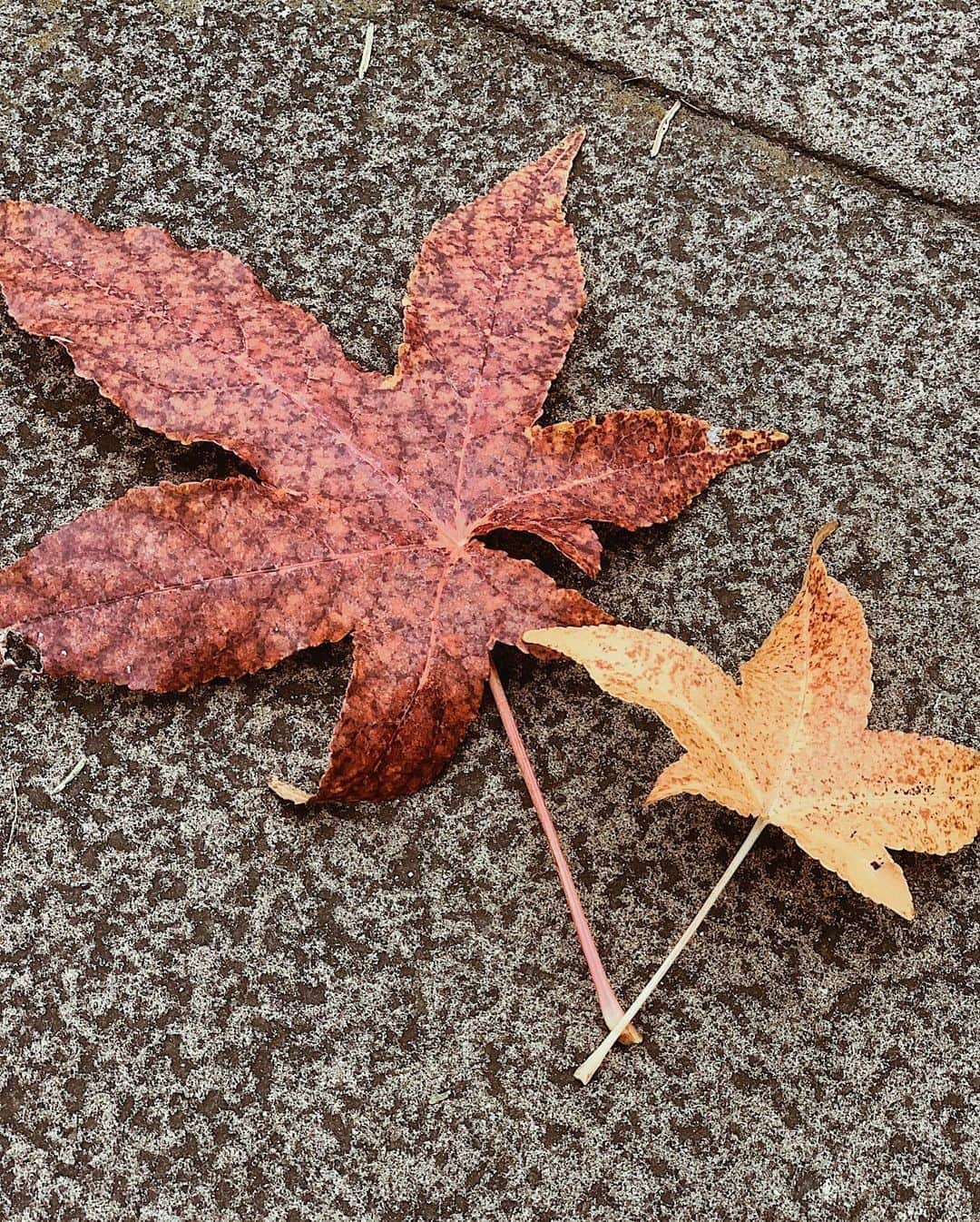 日下裕江さんのインスタグラム写真 - (日下裕江Instagram)「色付いた木々  色付いたもみじ🍁  落ち葉がとても綺麗だったのに、  お掃除されて 綺麗に回収、、、  なんだか寂しい。。。  少しだけ 落ち葉の綺麗さ 堪能させて✨  #落ち葉 #もみじ #紅葉 #色付いた木々 #秋 #autumn #fall #maple #autumnleaves #street」11月5日 14時56分 - hiroe___h