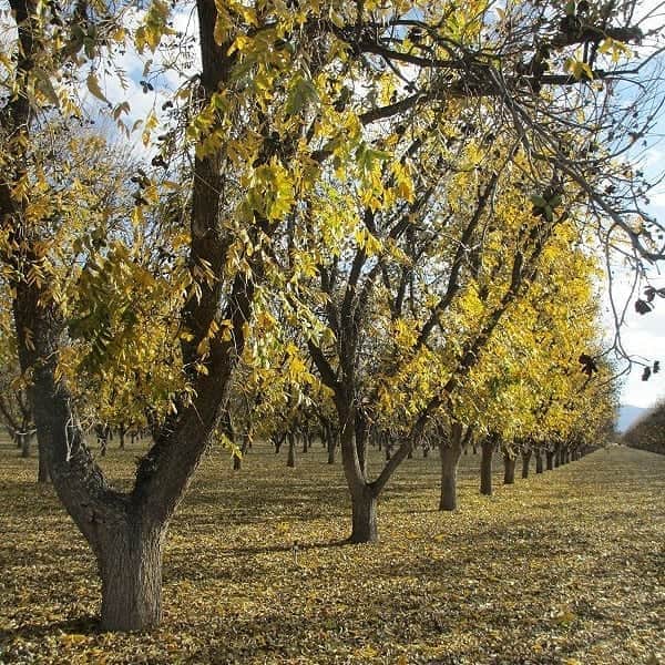 Golden Pecan co.,ltdのインスタグラム：「. アリゾナの奇跡の故郷 米国アリゾナでは毎年11月下旬～12月に ピーカンナッツの収穫期を迎えます。 . 明るい太陽と真っ青なアリゾナの空の下に、 どこまでも続く金色に輝いたピーカンナッツの森。 その整然とした樹の連なる風景は圧倒的な美しさです。 . .  #ピーカンナッツ #ゴールデンピーカン #ナッツ #ゴールデンピーカンナッツ #アリゾナの奇跡 #陸前高田 #ペカンナッツ #クルミ #アンチエイジング #抗酸化 #健康 #goldenpecan #goldenpecannuts #pecan #pecans #pecannuts」