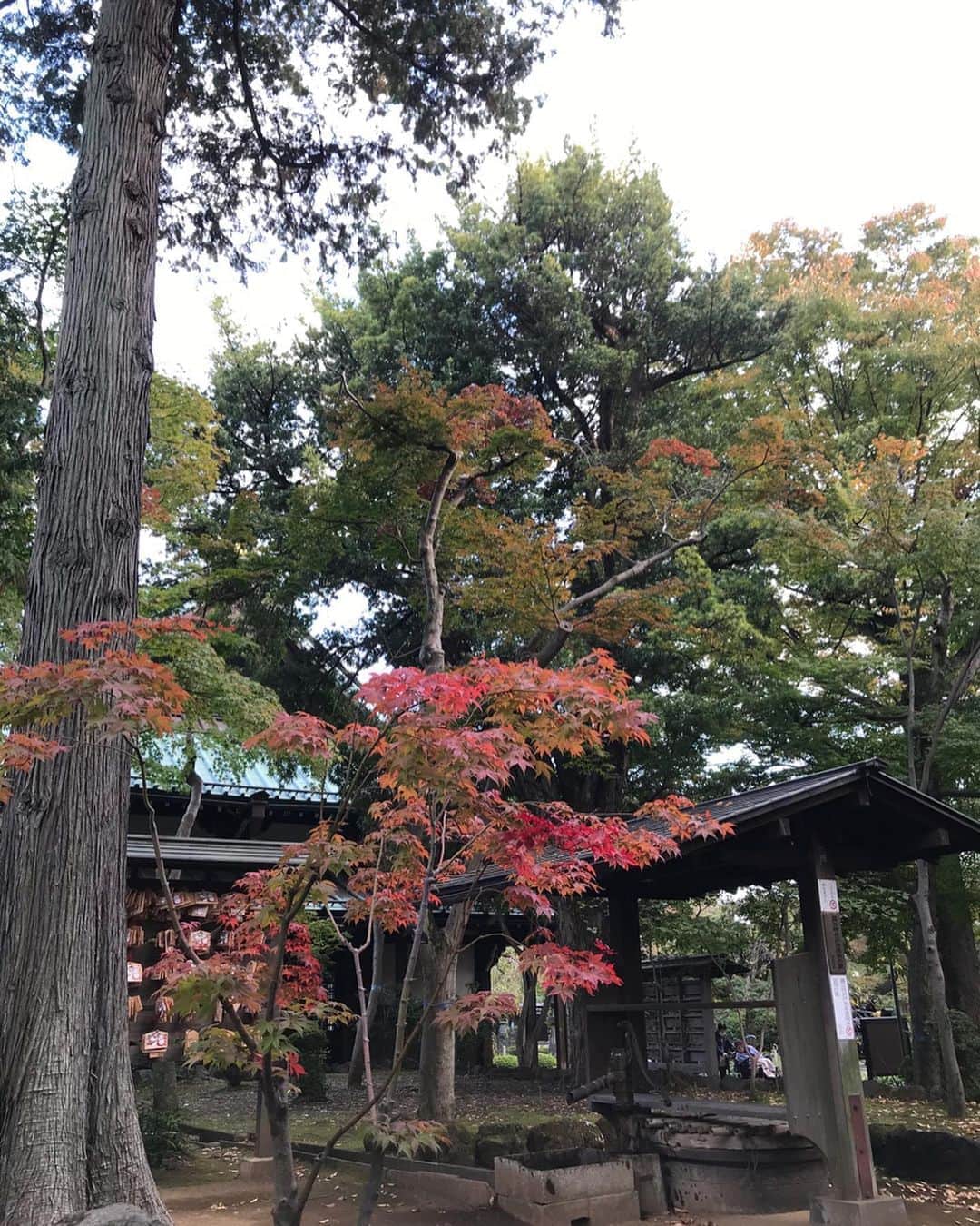 濱田将充のインスタグラム：「豪徳寺 世田谷八幡宮  招き猫もかわいいけど、庭園とても落ち着く場所でした」