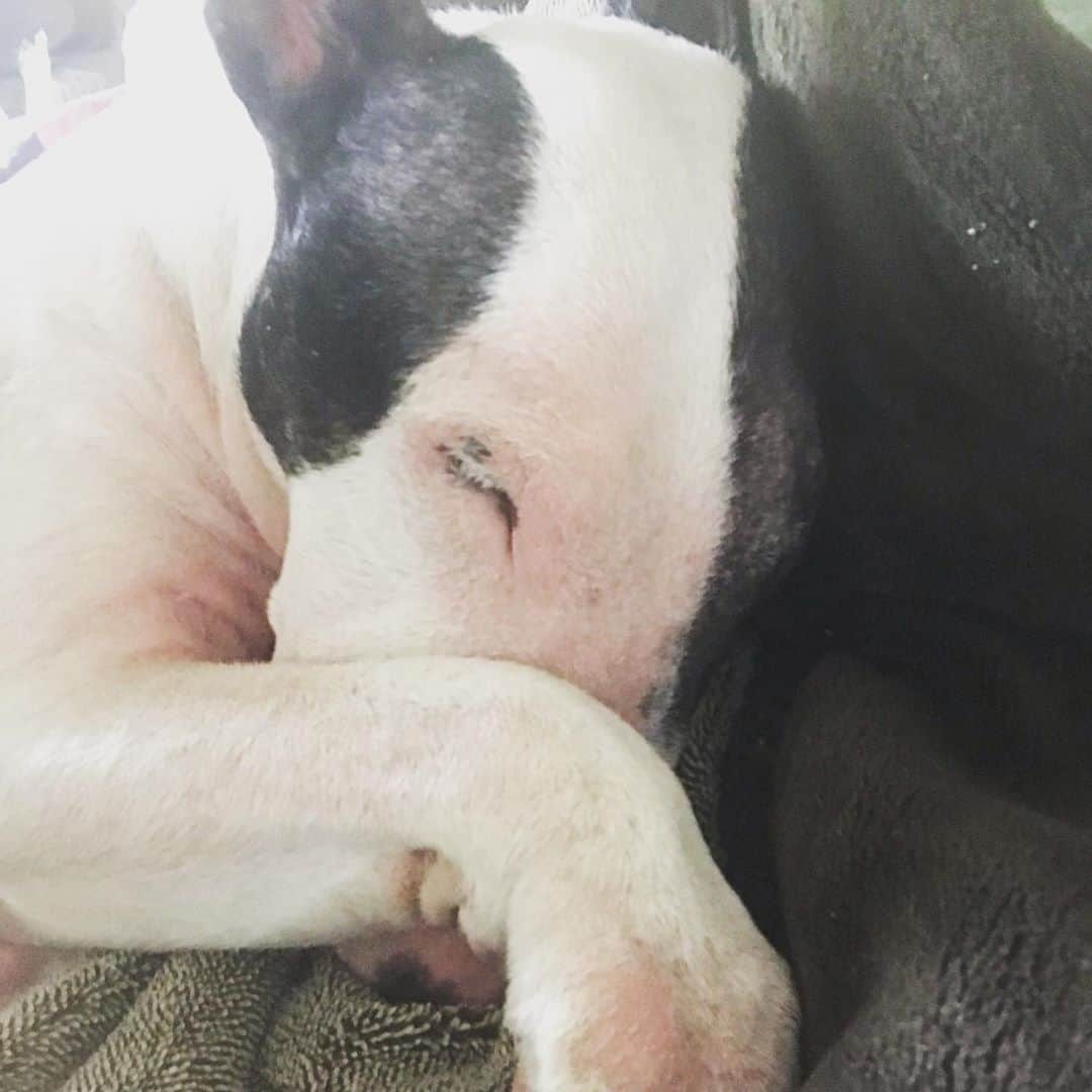 のインスタグラム：「#minituru#bull#terrier#minibullterrier#miniturubullterrier#dog#dogstagram#cute#qtaro#love#family#ミニチュア#ブルテリア#ミニチュアブルテリア#Q太郎」