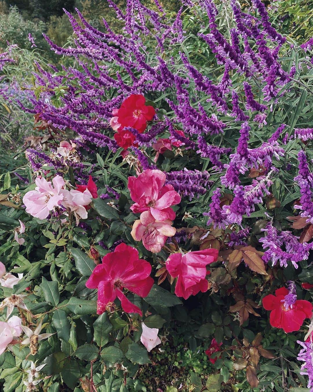 翁安芸さんのインスタグラム写真 - (翁安芸Instagram)「Beautiful herb and rose garden🌹💗 熱海でいいところ見つけました💕 #アカオハーブアンドローズガーデン #熱海 #garden #ブランコ」11月5日 16時02分 - akinyc
