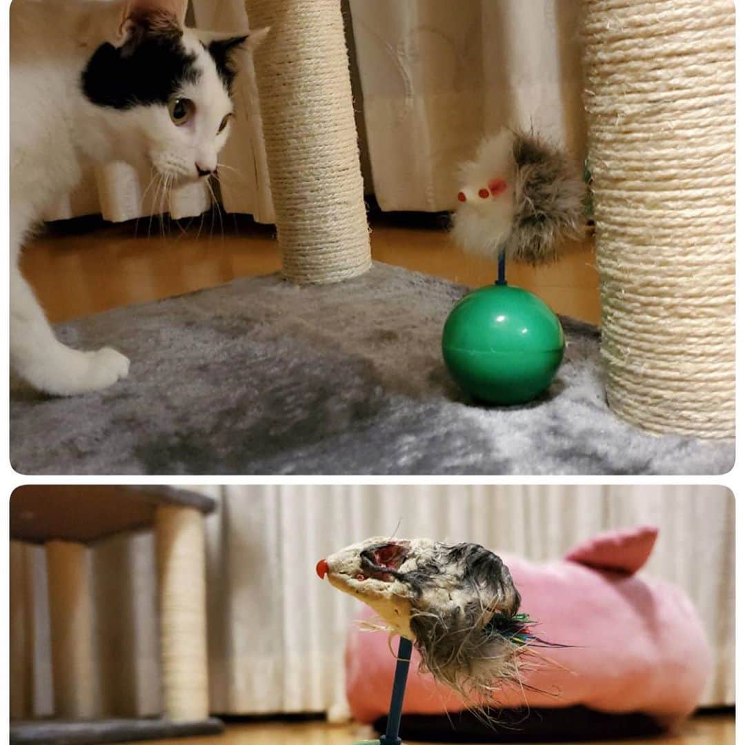のインスタグラム：「たった1日で...🤣  #cat #gato #猫 #ネコ #ねこ #ねこすたぐらむ」