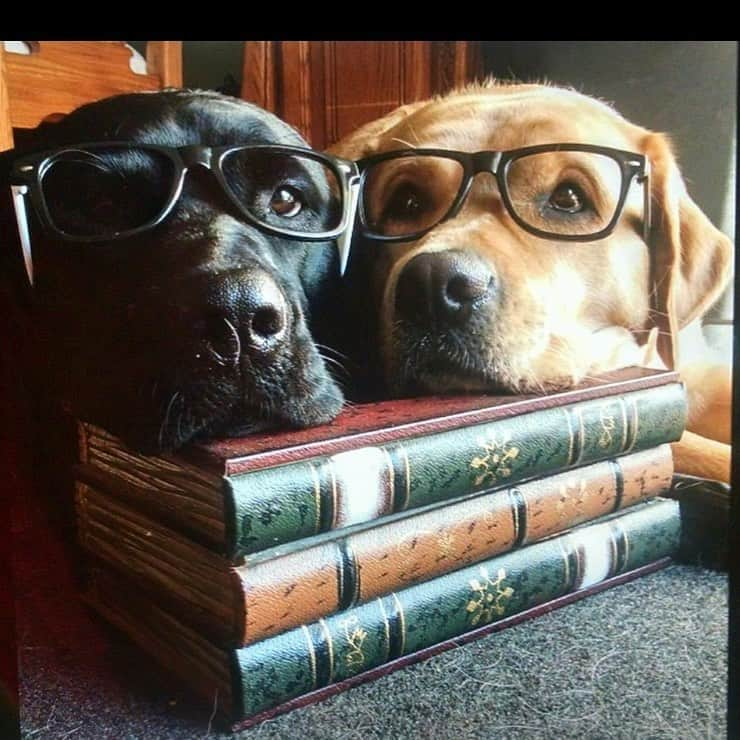 Jake And Gingerのインスタグラム：「TBT 🥰 #labsofinstagram #labradorretriever #talesofalab #pet #petsofinstagram #dogs #dogsofinstagram #bookstagram #books #foryou #animals」