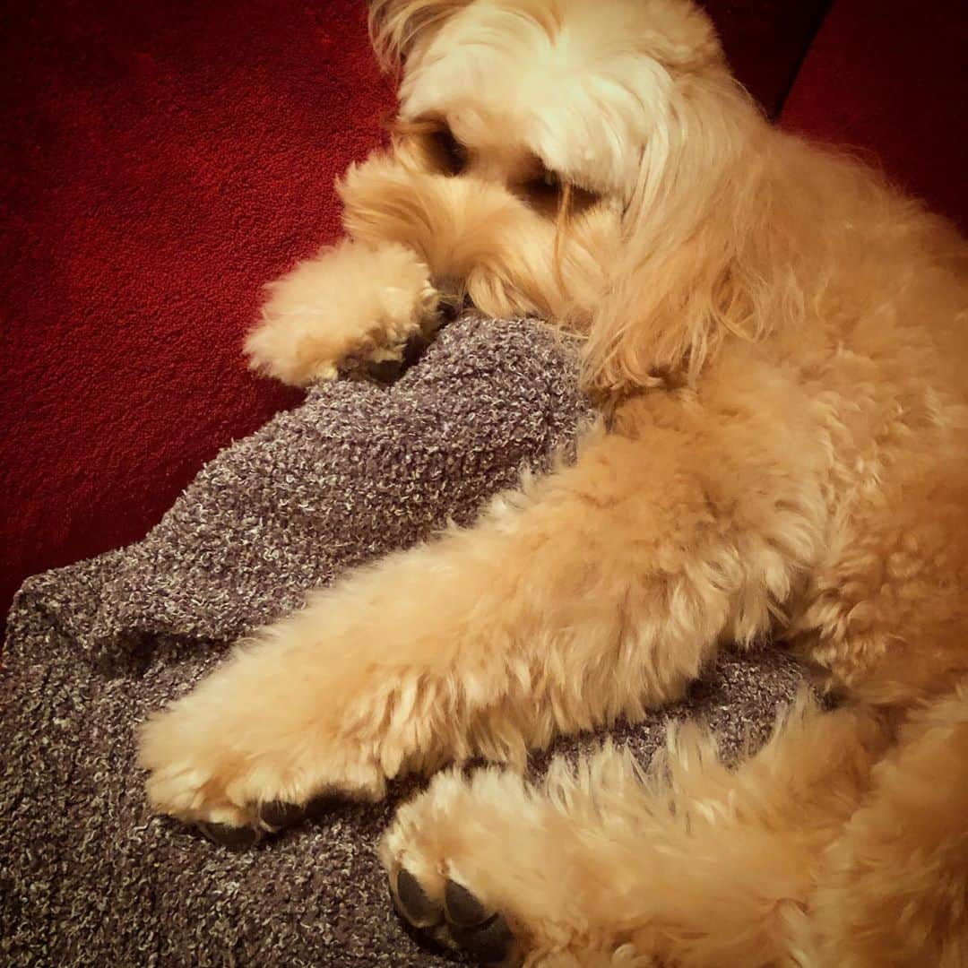 北山陽一のインスタグラム：「たんぱんをだいてねている。#きたやまおかき #おやすみなさい」