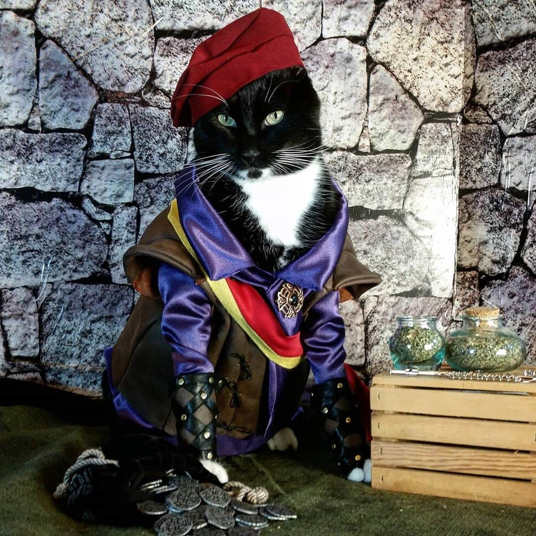 猫コスプレさんのインスタグラム写真 - (猫コスプレInstagram)「"Also... spice? Do you spice?"  #CriticalRole #Scanlan . . . . . . . #criticalrolecosplay #Critters #criticalcosplay #cat #catcostume #catsinclothes #catsofinstagram #catstagram #petclothes #PetCostume #criticalrolefanart #scanlanshorthalt #scanlancosplay #catcosplay #cosplay #cosplayer #DungeonsandDragons #bard #bardicinspiration #dnd」11月6日 1時42分 - cat_cosplay