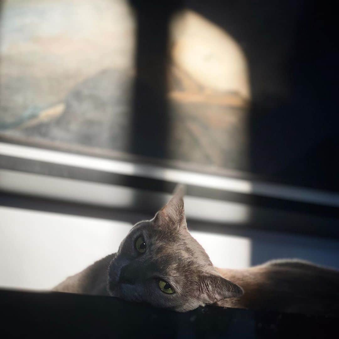 クリスヴァンアッシュのインスタグラム：「SOMEONE IS ENJOYING LOCKDOWN  #FRIDA #LOCKDOWN #QUARANTINE  #krisvanassche」