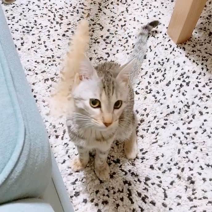 キタキマユのインスタグラム：「本物の猫じゃらしで遊んでみたら、しずくの野生の血にエンジンが…🐈💖  しっかりと獲物をゲットして、最後は大満足のドヤ顔😂😂😂💕  飲み込んだら危ないので、大満足したところで、破壊する前にちゃんとバイバイしました🌈✨  道端の猫じゃらしさん、どうもありがとう✨🤲✨  #しずく #保護猫  #拝啓ねこ様  #猫のいる暮らし  #野生の血が騒いでる  #ハンターの目 😂💕 #楽しかったね 💖 #２週間でかなり大きくなりました🐈 #大人しそうに見えるけど （笑） #catstagram  #catlife  #kitakimayu #キタキマユ」