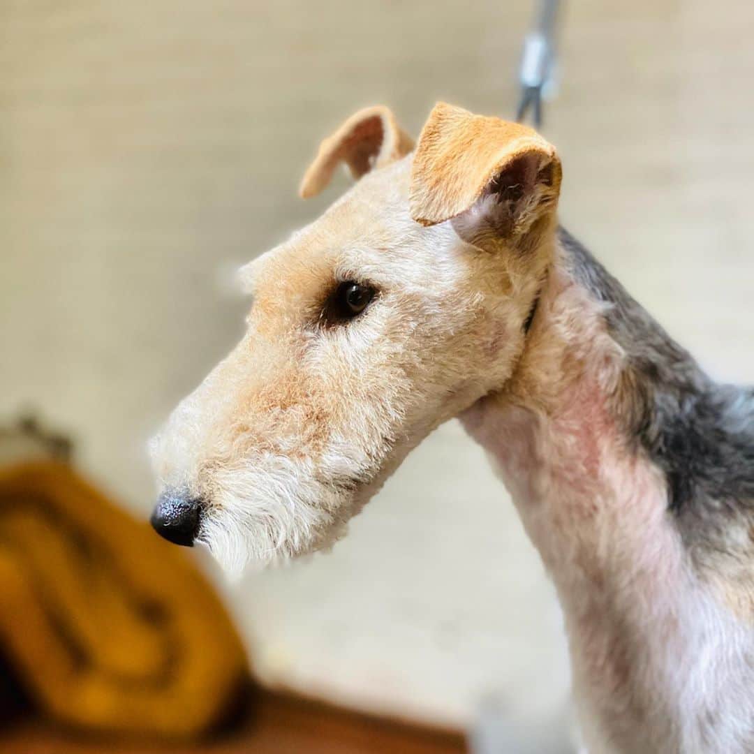Dogs by Ginaのインスタグラム：「Bold, keen, alert, friendly, quick. What else do you need to know? Oh yes! Hypoallergenic. The Wire Fox Terrier. #wirefoxterrier   . @jeter_the_wirefox -daughter of @kingwirefox 🙌🏼」