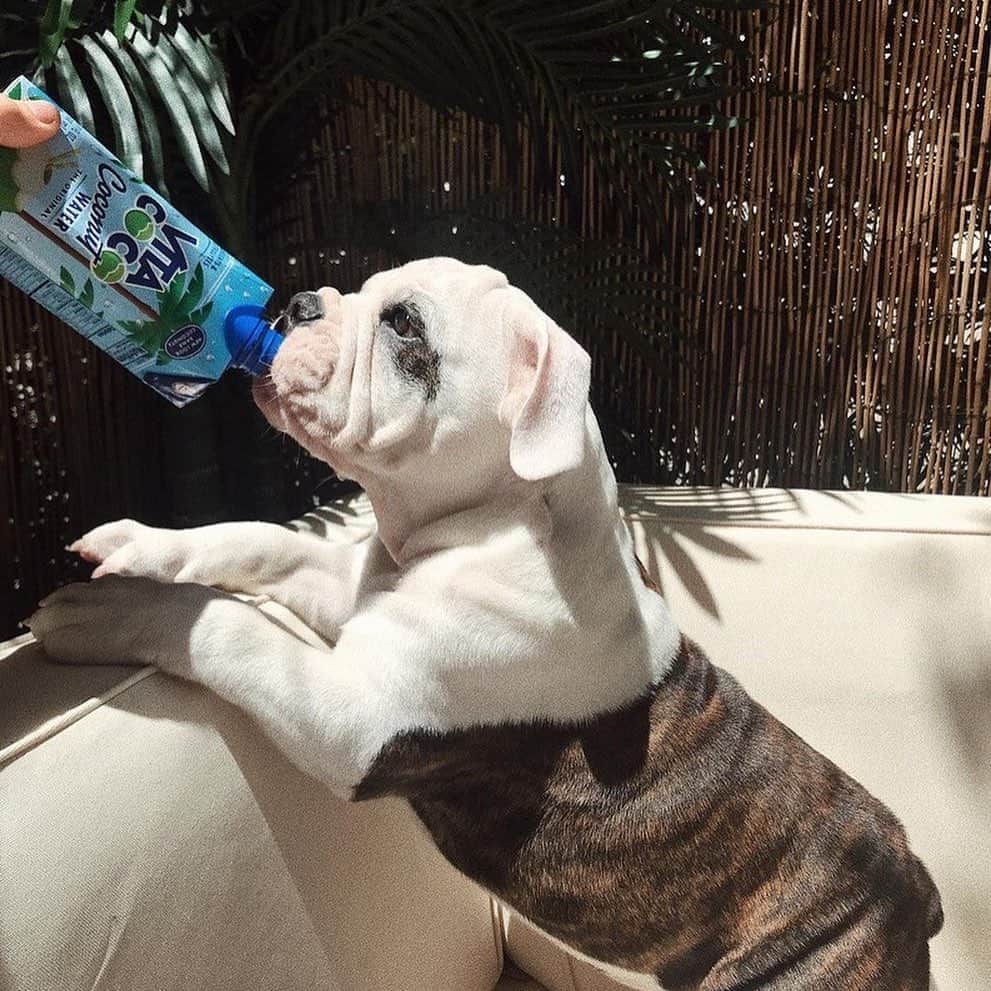 Vita Coco Coconut Waterさんのインスタグラム写真 - (Vita Coco Coconut WaterInstagram)「After discovering all these pictures of dogs who like coconut water, I'm thinking we only post dogs from here on out...thoughts?」11月6日 2時19分 - vitacoco