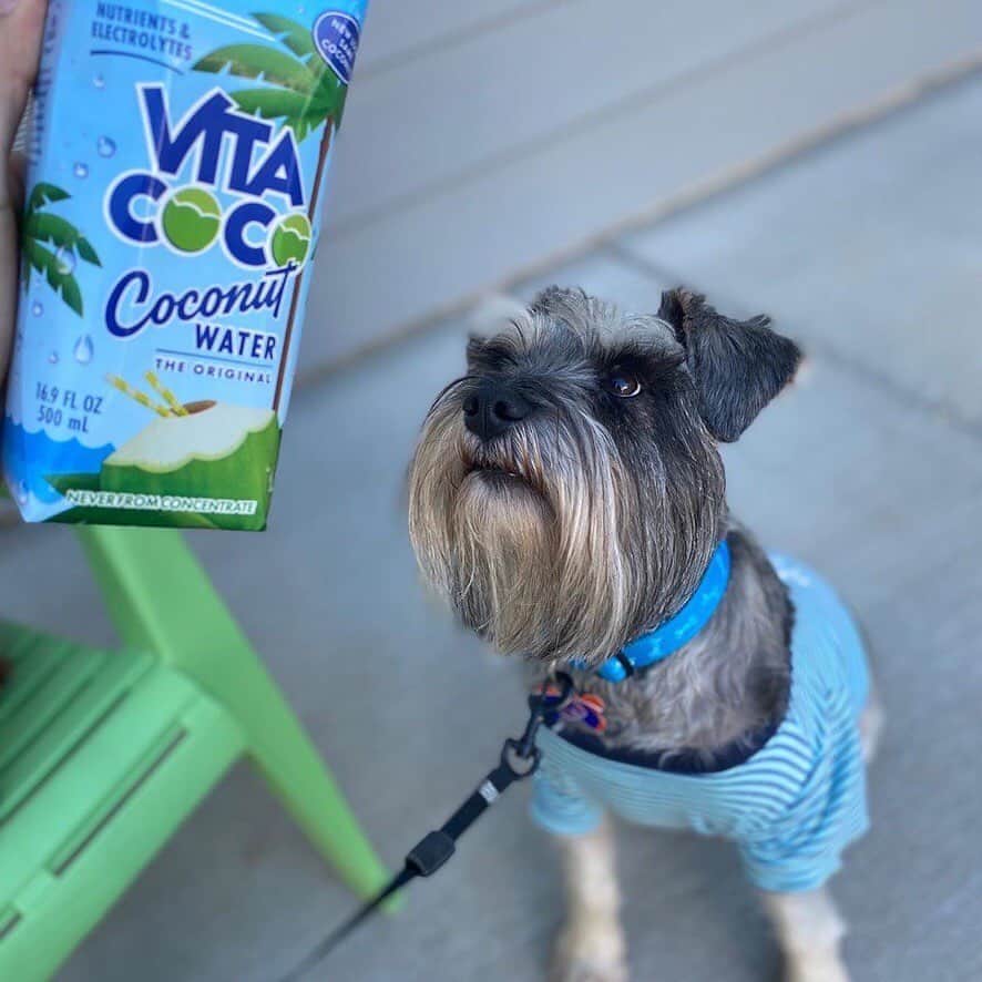 Vita Coco Coconut Waterさんのインスタグラム写真 - (Vita Coco Coconut WaterInstagram)「After discovering all these pictures of dogs who like coconut water, I'm thinking we only post dogs from here on out...thoughts?」11月6日 2時19分 - vitacoco