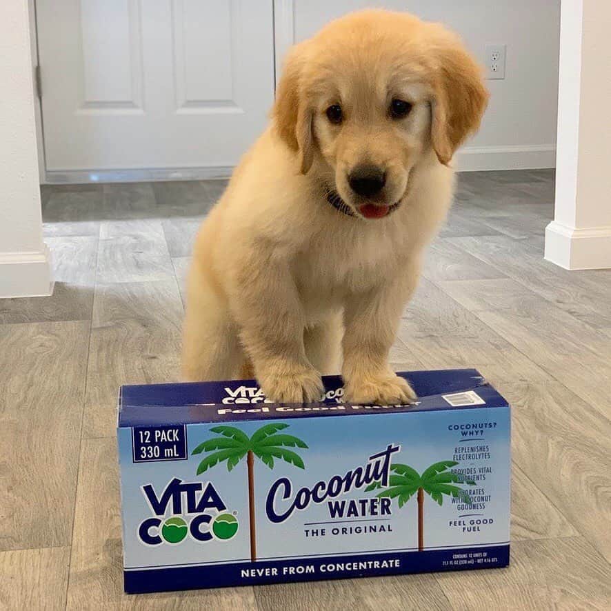 Vita Coco Coconut Waterのインスタグラム：「After discovering all these pictures of dogs who like coconut water, I'm thinking we only post dogs from here on out...thoughts?」