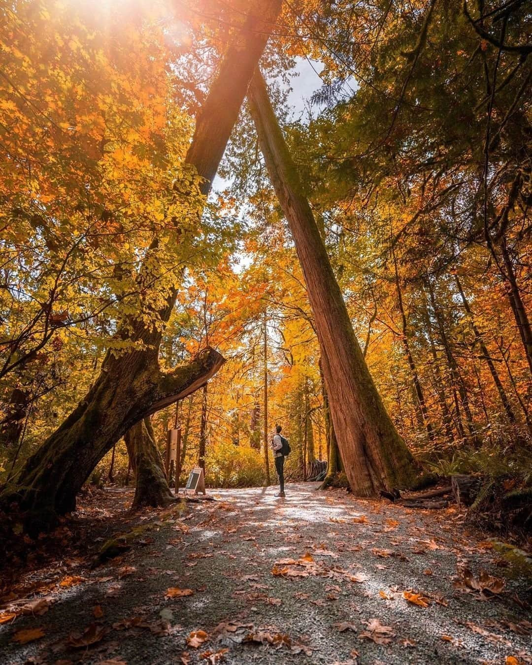 Explore Canadaさんのインスタグラム写真 - (Explore CanadaInstagram)「Located just 16km from Victoria in the southern region of Vancouver Island, you’ll find Goldstream Provincial Park. With trails criss-crossing through diverse terrain, majestic waterfalls and a wide variety of flora and fauna, it makes the perfect outdoor escape - especially at this golden time of year! Share your fall shots with us using #ExploreCanada⁠ ⁠ *Know before you go! Check the most up-to-date travel restrictions and border closures before planning your trip and if you're travelling in Canada, download the COVID Alert app to your mobile device.*⁠ ⁠ 📷: @tylermcave⁠ 📍: @tourismvictoriabc, @tourismvancouverisland, @hellobc⁠ ⁠ #ExploreVictoria #ExploreVancouverIsland #ExploreBC⁠」11月6日 2時28分 - explorecanada