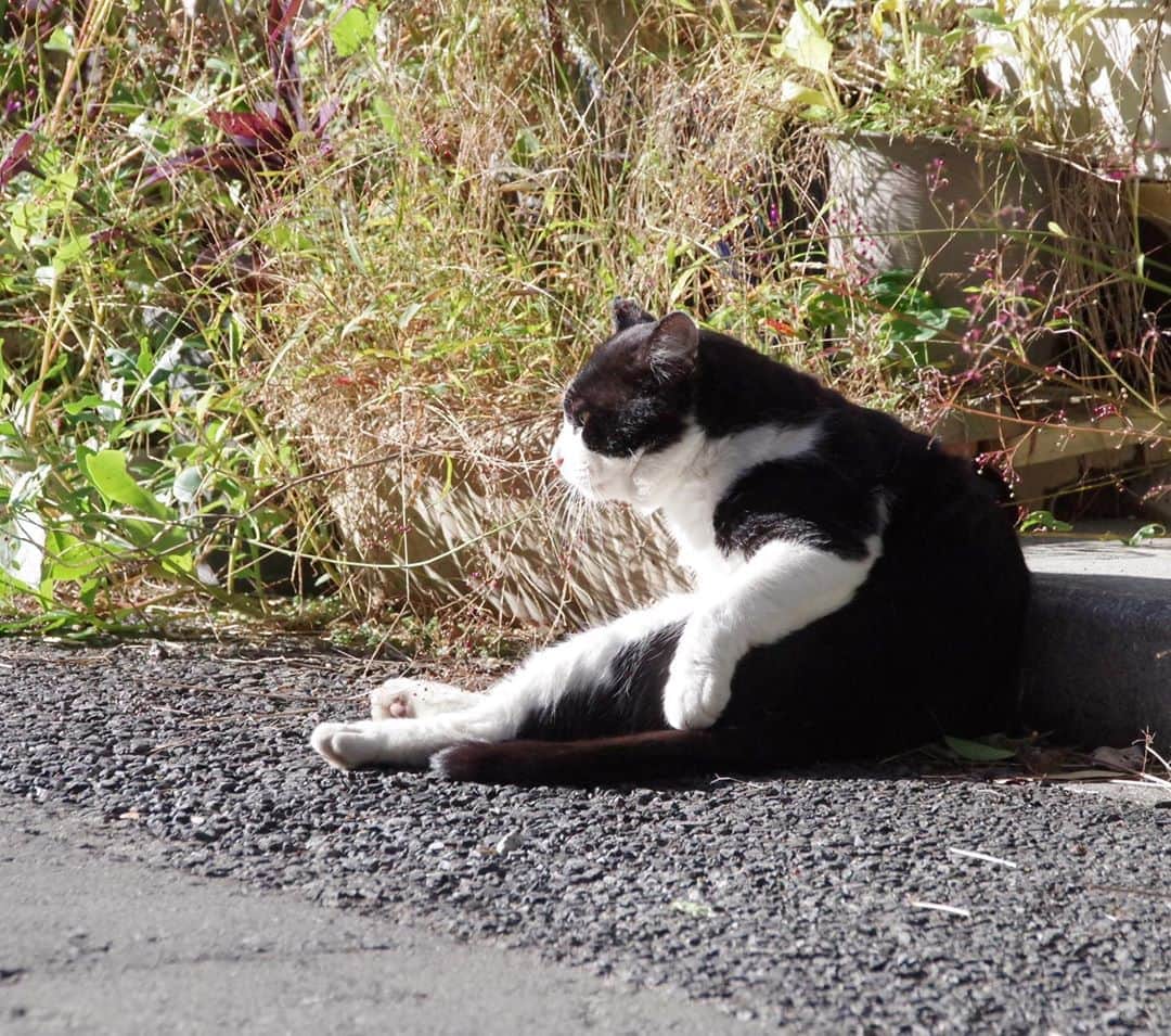 Kachimo Yoshimatsuさんのインスタグラム写真 - (Kachimo YoshimatsuInstagram)「おはようイカスミ おひさまが気持ちいいね。 #うちの猫ら #ikasumi #sotononekora #猫 #ねこ #cat #ネコ #catstagram #ネコ部 http://kachimo.exblog.jp」11月5日 18時10分 - kachimo
