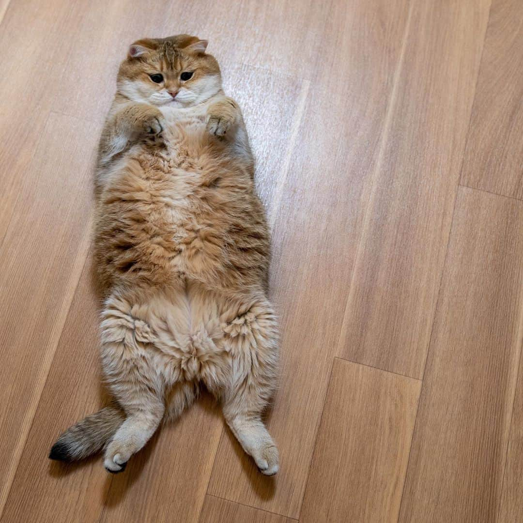 Hosicoさんのインスタグラム写真 - (HosicoInstagram)「It's the best way to get six-pack abs. 💪🏻」11月5日 18時30分 - hosico_cat