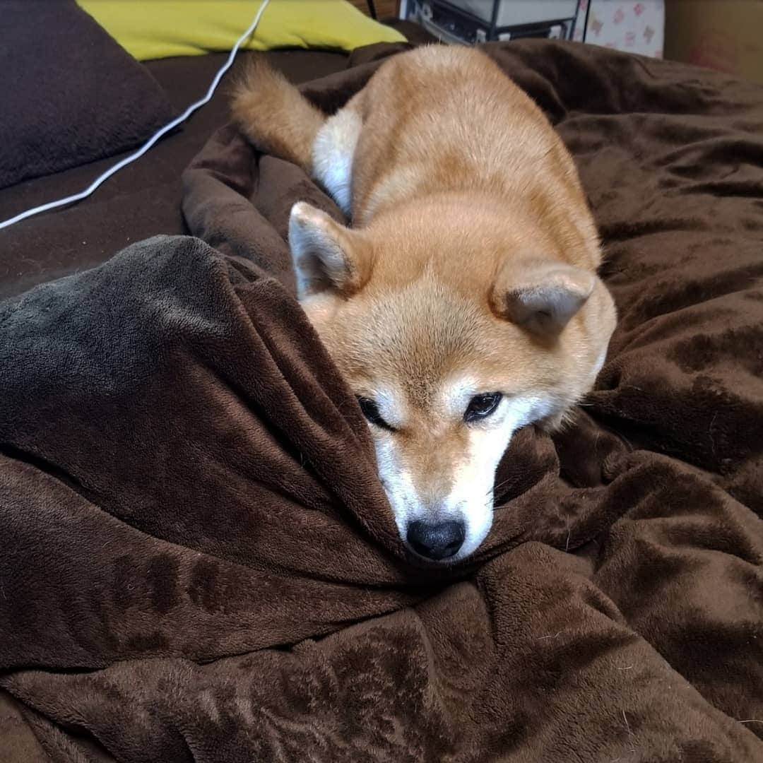 柴犬たま Shibainu Tamaのインスタグラム