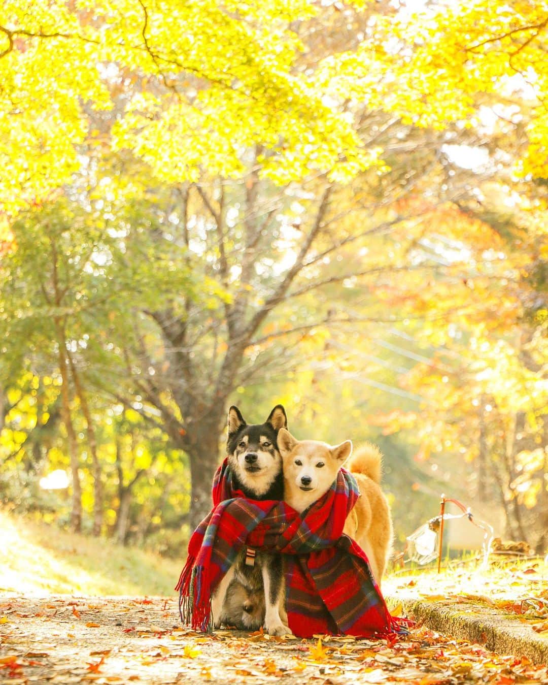 柴犬 けんしろう ゆりあのインスタグラム：「🐶🧣🐶  秋って眠いですよね🥱  仕事から帰ってきて、けんゆりと1時間さんぽして 手酌ごはんとお薬飲ませて🥄💊 人間のごはん食べたらもう眠くて眠くて🥱 昨夜は相棒の犯人が誰かわかる前にもうソファで😇行き.. けんちゃんにマナーパンツつけるのも忘れて 寝落ちしたもんだから朝起きたらけんちゃんベッドが..😎 朝イチで洗濯に励みました！  けんゆり家の日常はまぁこんなもんです🤣  明日はお休みなので今夜こそ けんゆり富士山旅🗻まとめたいと思います🔥 動画がありすぎて把握しきれなくなってるので もう一回コキアからスタートしますね😆❤️  ストーリーズが途中で途切れたら 寝落ちしたと思ってください🤤😪😴  Location: Yamanashi(2020.10月撮影)」
