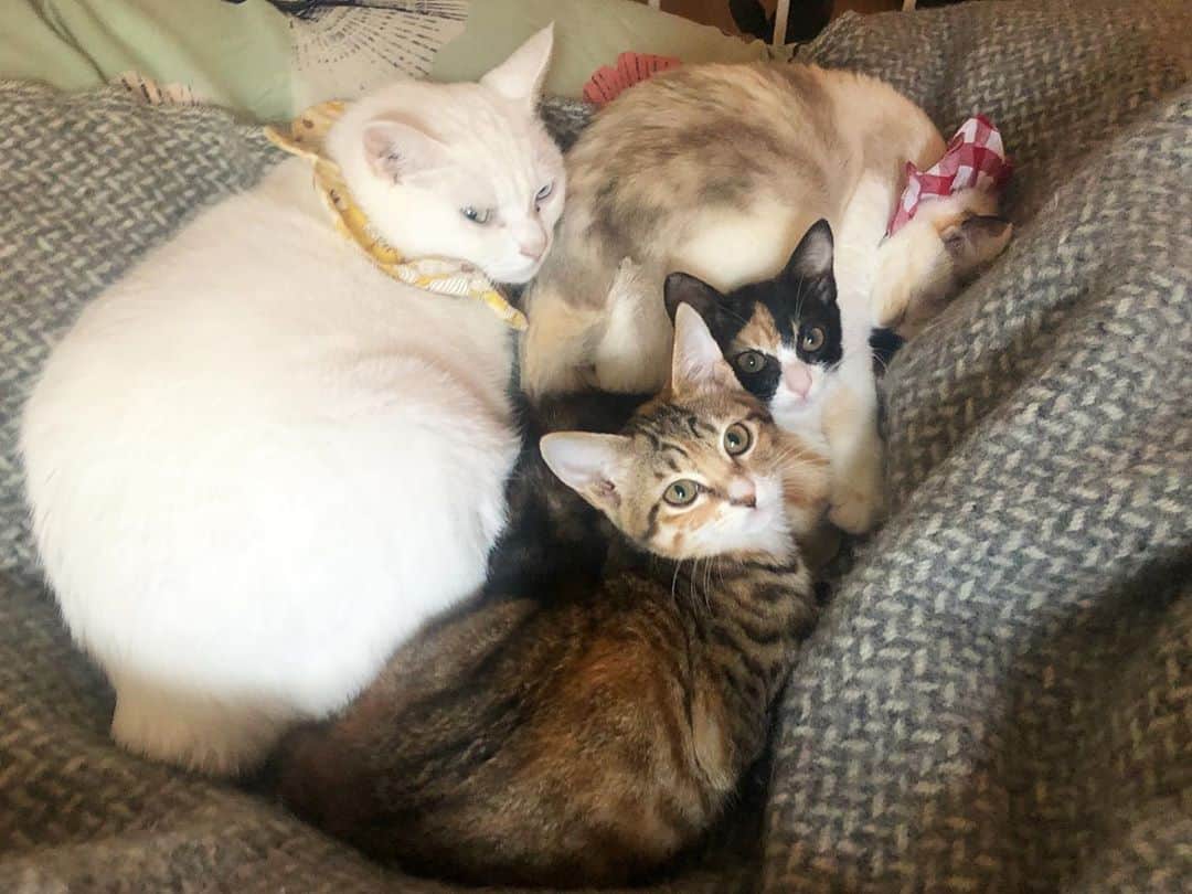 maimocotoさんのインスタグラム写真 - (maimocotoInstagram)「平和な我が家❤︎🏠 寒くなってきたから女子会を開きがちだね🍩🍨🍡 みんなでスイーツの話しでもしてるのかしら😊 ＊ ＊ 『内緒のお話してるから、まーまは入ってこないでほしいの、あたち！』 ＊ ＊ #暖かい場所を見つけるプロ集団 #お外猫をみんなお家猫にしたい #ハナコとチハヤ ＊ ＊ 今開催中の　#モトニャワタ という保護猫イベント。（　@motonyawata ）昨日から　#ザビエル首輪 を置かせてもらっていますが、在庫がなくなってきたそうなので、土曜日のお昼頃に納品しに行きます！イベントは日曜日までです✨よろしくお願いします。」11月5日 19時04分 - maihimemoco