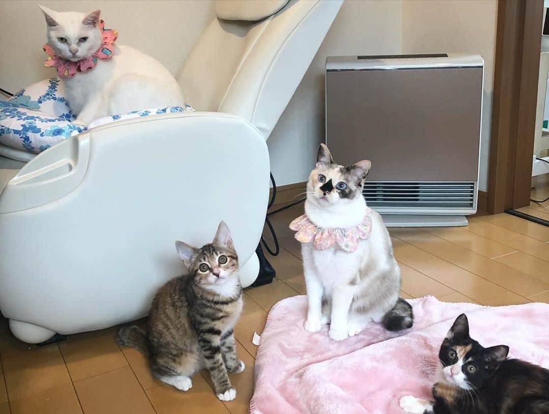 maimocotoさんのインスタグラム写真 - (maimocotoInstagram)「平和な我が家❤︎🏠 寒くなってきたから女子会を開きがちだね🍩🍨🍡 みんなでスイーツの話しでもしてるのかしら😊 ＊ ＊ 『内緒のお話してるから、まーまは入ってこないでほしいの、あたち！』 ＊ ＊ #暖かい場所を見つけるプロ集団 #お外猫をみんなお家猫にしたい #ハナコとチハヤ ＊ ＊ 今開催中の　#モトニャワタ という保護猫イベント。（　@motonyawata ）昨日から　#ザビエル首輪 を置かせてもらっていますが、在庫がなくなってきたそうなので、土曜日のお昼頃に納品しに行きます！イベントは日曜日までです✨よろしくお願いします。」11月5日 19時04分 - maihimemoco
