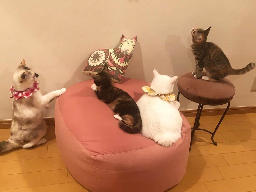 maimocotoさんのインスタグラム写真 - (maimocotoInstagram)「平和な我が家❤︎🏠 寒くなってきたから女子会を開きがちだね🍩🍨🍡 みんなでスイーツの話しでもしてるのかしら😊 ＊ ＊ 『内緒のお話してるから、まーまは入ってこないでほしいの、あたち！』 ＊ ＊ #暖かい場所を見つけるプロ集団 #お外猫をみんなお家猫にしたい #ハナコとチハヤ ＊ ＊ 今開催中の　#モトニャワタ という保護猫イベント。（　@motonyawata ）昨日から　#ザビエル首輪 を置かせてもらっていますが、在庫がなくなってきたそうなので、土曜日のお昼頃に納品しに行きます！イベントは日曜日までです✨よろしくお願いします。」11月5日 19時04分 - maihimemoco