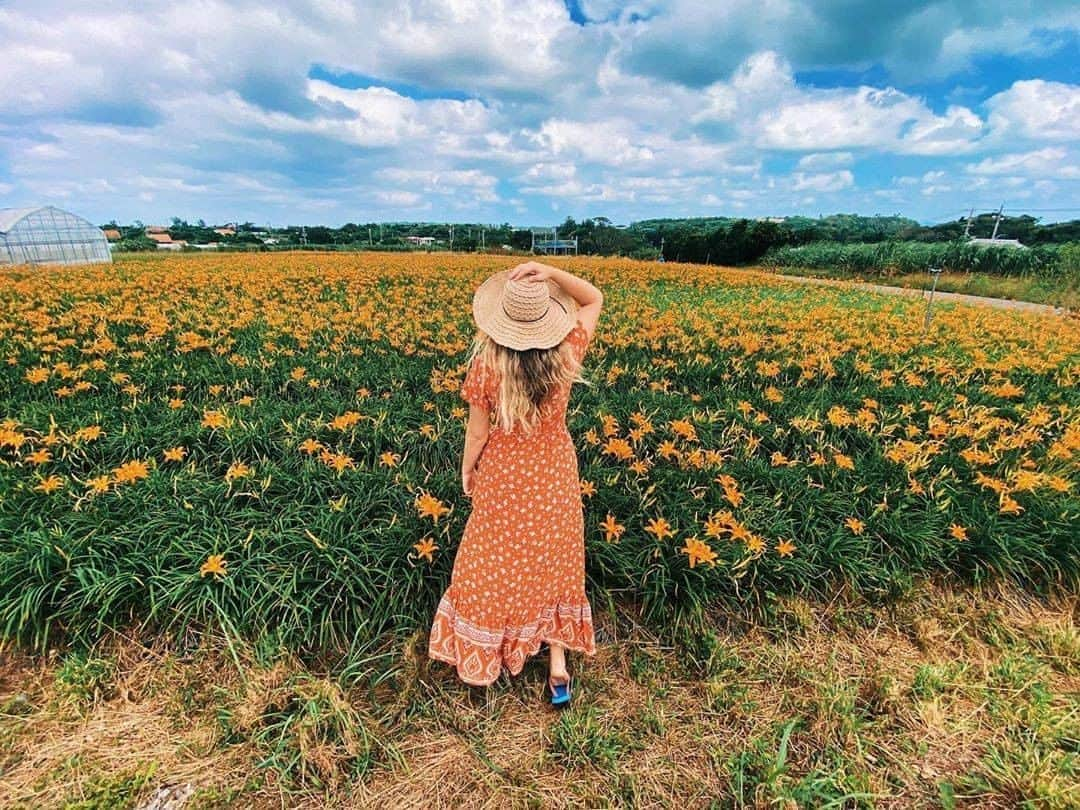 Be.okinawaさんのインスタグラム写真 - (Be.okinawaInstagram)「An orange flower carpet as far as you can see!  The Orange Daylily is called “Nibui-gusa” in Okinawan language, which means “sleeping grass”. It is a medicinal herb and is believed to make you relax and sleep well when brewed into tea or cooked for eating.  📍: Nago City 📷: @kiaraasavannah Thank you for your lovely picture!  Hold on a little bit longer until the day we can welcome you! Experience the charm of Okinawa at home for now! #okinawaathome #staysafe  Tag your own photos from your past memories in Okinawa with #visitokinawa / #beokinawa to give us permission to repost!  #hemerocallisfulva #nagocity #クワンソウ #アキノワスレグサ #萱草 #名護市 #원추리 #나고시 #japan #travelgram #instatravel #okinawa #doyoutravel #japan_of_insta #passportready #japantrip #traveldestination #okinawajapan #okinawatrip #沖縄 #沖繩 #오키나와 #旅行 #여행 #打卡 #여행스타그램」11月5日 19時00分 - visitokinawajapan