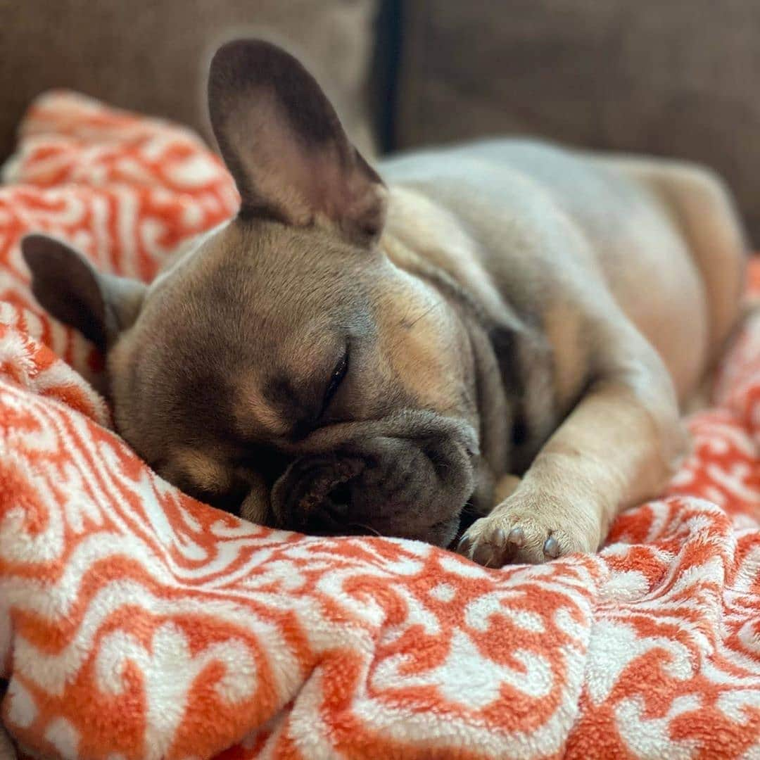 French Bulldogさんのインスタグラム写真 - (French BulldogInstagram)「When the meds kick in 💊🤤😴 @life_of_georgie_ . . . . . #recovery #doglover #philadelphia #frenchbulldog #frenchie #followme #frenchiesofinstagram #frenchiepuppy #frenchbulldogsofinstagram #instafamous #cute #photooftheday #frenchiestagram #follow #puppylove #puppy #puppylife #loveabully #puppyoftheday #frenchbulldoglovers #love #dogoftheday #instagramdogs #puppiesofinstagram #feature #beautiful #frenchiepuppy #frenchielove #frenchielife #like」11月5日 19時02分 - frenchie.world