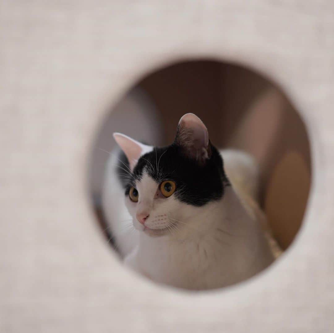 KAZUYAのインスタグラム：「今日のにゃんこ67。 キャットタワーの中腹にある箱の中からこんにちは。 #猫 #猫のいる暮らし #cat」