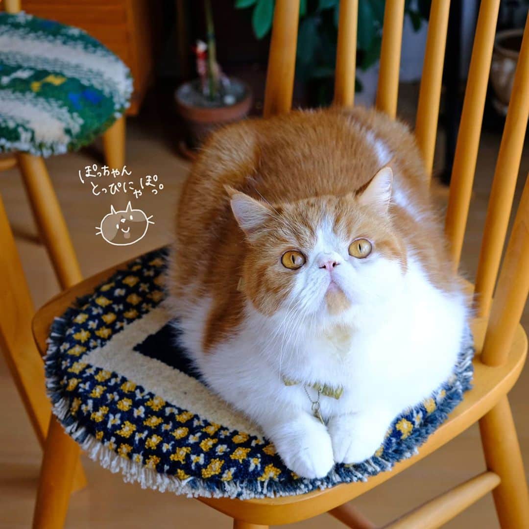 のインスタグラム：「🐯♥️ ぽっちゃんとっぴにゃぽ♥️ * 座ろうと思ったら 取られてたーーー😂 ぽっちゃんここ最近おでぶ気味💔 体のまんまるがすごいわ😅💨 ・ ・ ・」
