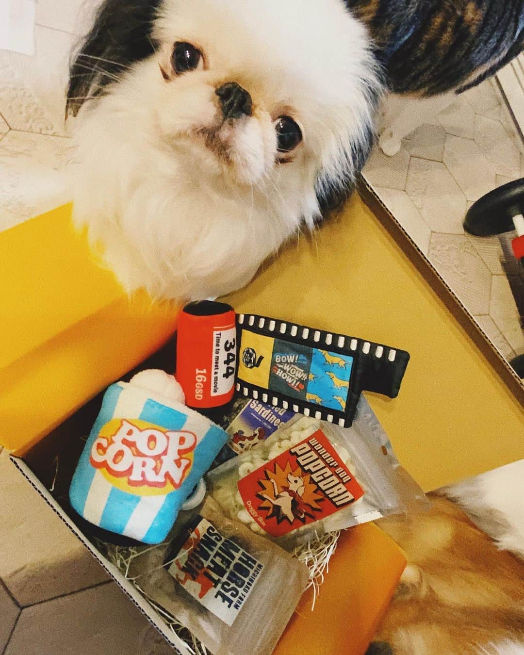 juntowaのインスタグラム：「@doggybox_jp  いつもお洒落でかわいいおもちゃと オヤツが入っていて、飼い主も開けるのが楽しみなBOXだよー！  みんなは早速 可愛いパッケージの ポップコーンに夢中🍿  #doggybox#ドギボ#pr」