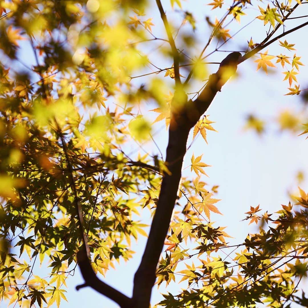 八芳園さんのインスタグラム写真 - (八芳園Instagram)「秋晴れの日差しが、 肌寒さを忘れさせてくれる陽気の 昼下がりの日本庭園。 . 鳥の囀りが鳴り響き、 水面に反射した木漏れ日が 揺らめいてきらきらと輝く、 幻燈の世界が広がります。 . 庭園の紅葉も葉の上のほうから 少しずつ色づきはじめ、 この時期だけ見られる 緑から赤へのグラデーションが 美しく広がります。 . 晴天の日には、 水面が煌めく八芳園の庭園で、 秋の美しい瞬間を探してみてください。 . . #八芳園 #結婚式場 . #日本庭園 #自然 #紅葉 #紅葉スポット #紅葉ライトアップ #秋　#風景写真 #港区 . #東京観光  #東京カメラ部  #自然が好き #庭好き　#写真好き  #写真好きな人と繋がりたい  #カメラ好きな人と繋がりたい  #風景写真を撮るのが好きな人と繋がりたい  #その瞬間に物語を  . #和装結婚式 #花嫁さんと繋がりたい  #プレ花嫁 #式場探し #プレ花嫁さんと繋がりたい . #japan #japanesegarden  #tokyotrip  #forbestravelguide #photostagram  #tokyotokyo」11月5日 19時20分 - happoen