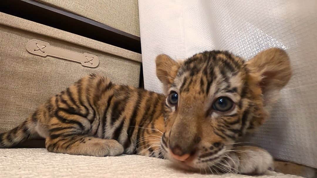 天才！志村どうぶつ園さんのインスタグラム写真 - (天才！志村どうぶつ園Instagram)「赤ちゃんトラの平均睡眠時間は.... なんと20時間！一年後には、体重100kgの立派な大人の姿になります🐯  まさに『寝る子は育つ』ですね✨✨ Sleep brings up a child well! #みんなのどうぶつ園 #トラ #寝顔 #ネコ科 #tiger」11月5日 19時30分 - minnano_zoo_ntv
