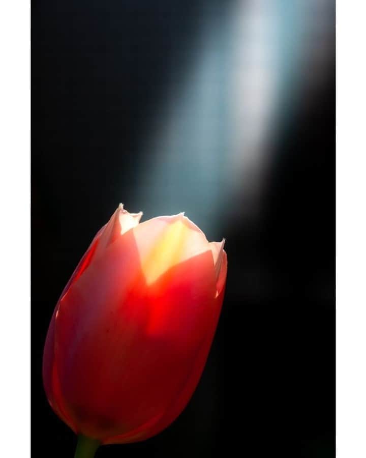 花の写真館のインスタグラム：「Photo by 清水 啓.⠀ .⠀ Original Post[投稿いただいたURL]⠀ https://www.facebook.com/photo.php?fbid=1799173880222624⠀ .⠀ 本アカウントは、 #私の花の写真 をつけてInstagramに投稿された皆さまの花の写真や、「花の写真館」Facebookページで投稿された花の写真を紹介します。⠀ 「花の写真館」Facebookページは、「 @floral.photograph 」のプロフィールにあるURLからご覧ください。⠀ .⠀ ※各自、政府、自治体など公的機関の指示に従った行動をお願いします。⠀⠀ 東京カメラ部および分室では、写真を「見る楽しみ」を提供することを通して、微力ながら皆様にわずかな時間でも癒しをお届けしたいと思っております。⠀ ※本アカウントは東京カメラ部がFacebook、Instagramのサービスを利用して運営しているもので、Facebook社・Instagramとは一切関係ありません。⠀ .⠀ #花の写真館 #floralphotograph #floralphoto #flower #flowers⠀ Follow: @floral.photograph」