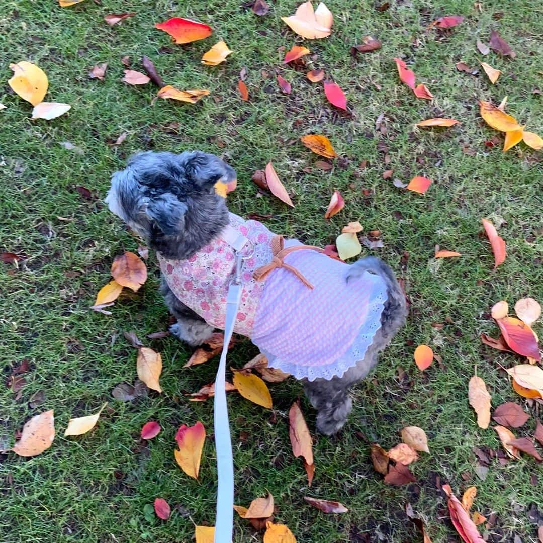 橘珠里さんのインスタグラム写真 - (橘珠里Instagram)「🐕‍🦺🍂🍁🍂🍁🍂  ブレア @blair_stagram とお散歩🐾 (2枚目は動画です)  新しく #ミシン を買ったので、念願のブレアの #手作りお洋服 を作りました👗✨  リードを取り付けられる #ハーネス タイプです🐕‍🦺  ピンクストライプのスカート部分は、私が着なくなったワンピースの生地を使っています♡  ブレアが可愛く着てくれて嬉しい☺️✨  いつか、お洋服を販売できるようになりたいです🐾 ___________________ #maltipoo #malteselovers #maltipoosofinstagram #maltipoonation #dogstagram #doglife #handmade #handmadedress #handmadeclothes #マルプー #まるぷー連合 #わんこのいる生活 #わんこコーデ #わんこコーディネート #犬スタグラム #犬服 #犬服ハンドメイド #犬服手作り #犬服オーダー #ハンドメイド犬服 #ミシン初心者 #わんこ用ワンピース #犬のいる暮らし #愛犬との暮らし #愛犬部 #ふわもこ部 #ミックス犬」11月5日 19時26分 - jurinu