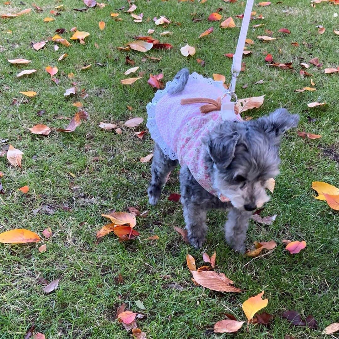 橘珠里さんのインスタグラム写真 - (橘珠里Instagram)「🐕‍🦺🍂🍁🍂🍁🍂  ブレア @blair_stagram とお散歩🐾 (2枚目は動画です)  新しく #ミシン を買ったので、念願のブレアの #手作りお洋服 を作りました👗✨  リードを取り付けられる #ハーネス タイプです🐕‍🦺  ピンクストライプのスカート部分は、私が着なくなったワンピースの生地を使っています♡  ブレアが可愛く着てくれて嬉しい☺️✨  いつか、お洋服を販売できるようになりたいです🐾 ___________________ #maltipoo #malteselovers #maltipoosofinstagram #maltipoonation #dogstagram #doglife #handmade #handmadedress #handmadeclothes #マルプー #まるぷー連合 #わんこのいる生活 #わんこコーデ #わんこコーディネート #犬スタグラム #犬服 #犬服ハンドメイド #犬服手作り #犬服オーダー #ハンドメイド犬服 #ミシン初心者 #わんこ用ワンピース #犬のいる暮らし #愛犬との暮らし #愛犬部 #ふわもこ部 #ミックス犬」11月5日 19時26分 - jurinu