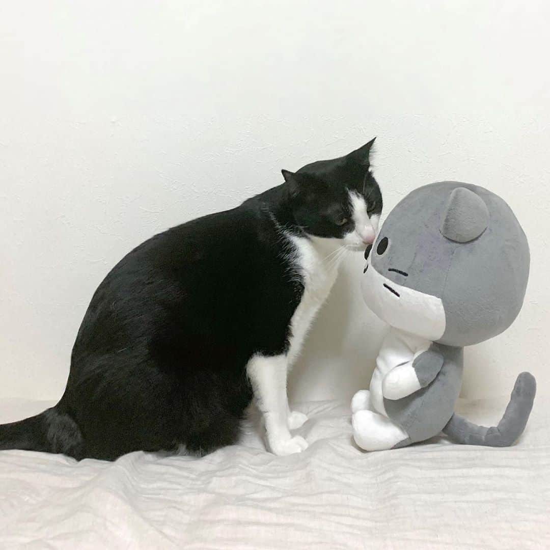 のインスタグラム：「【ダス犬のおともだち紹介】 白黒模様の猫のこたろうくんだよ♪ おっとりで甘えっ子なこたろうくんと仲良しなシミー♪ あれ...似て...る...？ めちゃくちゃ似ているよね！ まさか...！？ なにはともあれ仲良くゴロ〜ン♪」