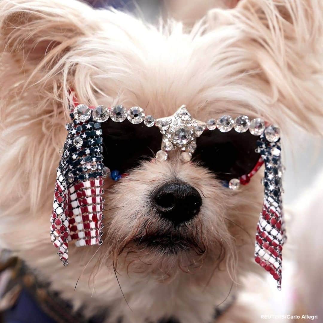 ABC Newsさんのインスタグラム写真 - (ABC NewsInstagram)「People pose their dog for pictures as they await the decision in the election in Times Square, New York City. #dogs #pets #election2020」11月5日 20時11分 - abcnews