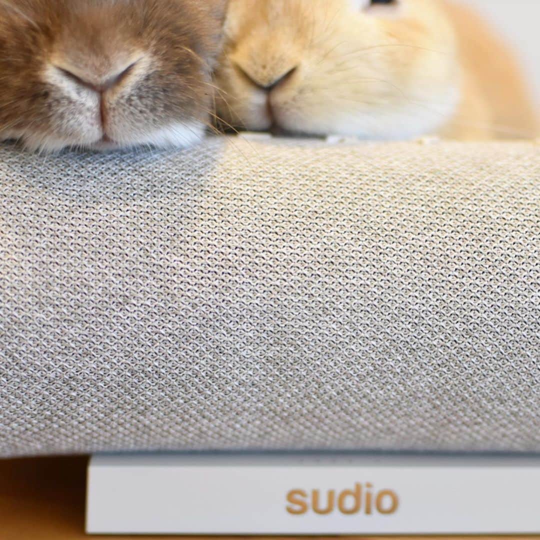 yun.ゆんのインスタグラム：「march.lemon🐻🍋 YY… Yが２つ並んでましゅよ🎵 . . . @sudio  様の Sudio Femtio(スーディオフェムティオ)をお試しさせていただきました。 Bluetoothで接続を選択するとすぐにいい音がサラウンドで…✨ イヤホンに引き続き、使いやすさ音の良さに感動します。🎵 ずっしり重みもあり、インテリアを邪魔しません。 . IPX6対応の防水性能、ワイヤレス14時間連続再生可能なため、屋外問わず音楽が長時間楽しめるという。👏✨ どこにいても大好きな音楽に包まれます。🎵 . . . 🌟Thank you  #PR @sudio 🙏 . クーポンコード: 《march.l》にて15%off。 有効期限 :《2021年1月8日》 . https://www.sudio.com/jp/ . * いい音と暮らそうWeek開催中 今だけ全製品最大35％オフ＆ギフトラッピングキットプレゼント中！ ［オンラインストアで25％オフ、クーポンコードの利用でさらに10％オフになります］ . . ♪ ♪ ♪ #sudio #sudiomoments #うさぎ#ウサギ#ネザーランドドワーフ#ZIP写真部#レモン#ふわもこ部#マーチ #rabbits#rabbitsofinstagram #rabbitstagram #petstagram #march#instapet#cutepetclub #instarabbit #bunnies #bunnylove #lapin #pecotv #WeeklyFluff #lemon #netherlanddwarf #dailyflufffeature」